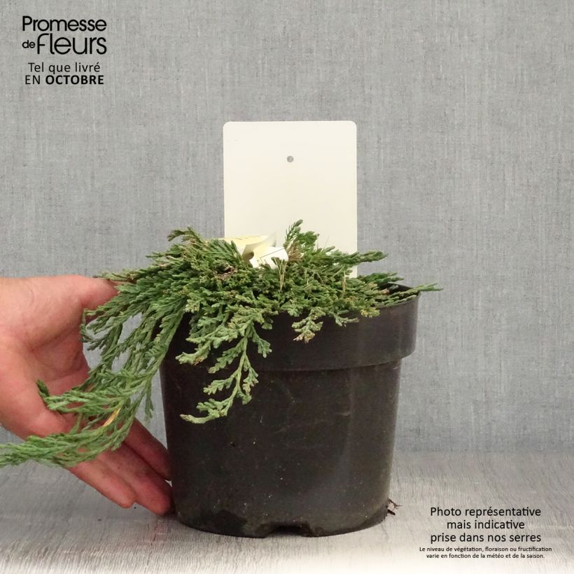 Amostra de Thuja occidentalis Pancake Concesarini - Tuia-ocidental Vaso de 2 L/3 L tal como entregue no outono