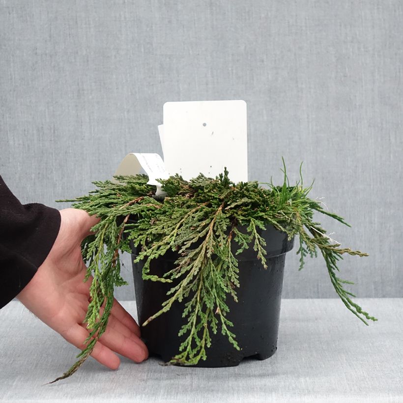 Amostra de Thuya du Canada - Thuja occidentalis Pancake Concesarini Vaso de 2 L/3 L tal como entregue no inverno