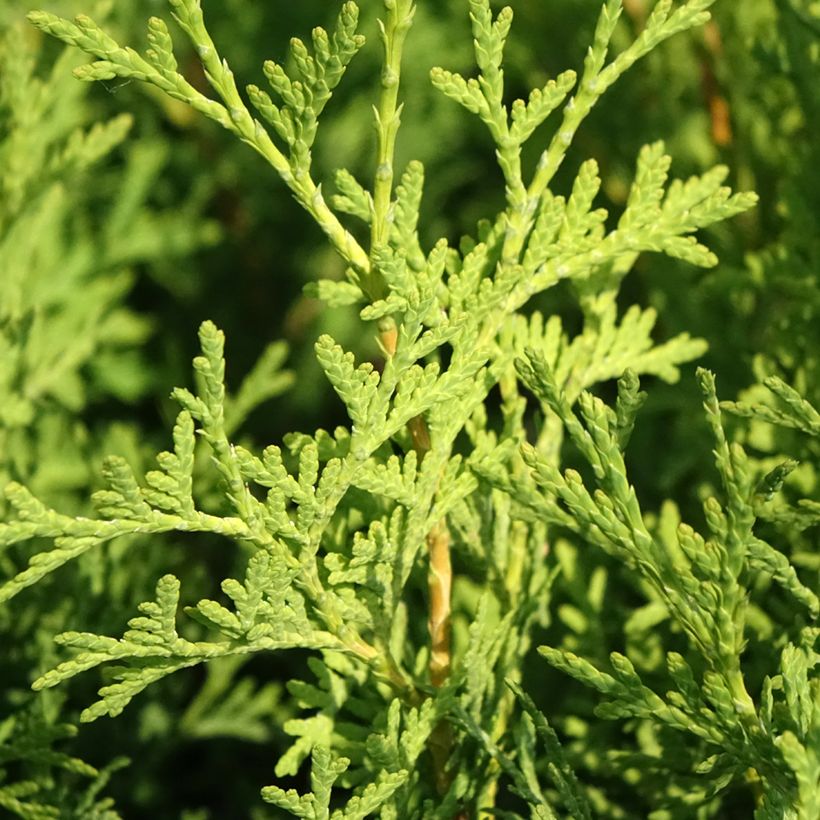 Thuja occidentalis Pyramidalis Compacta - Tuia-ocidental (Folhagem)
