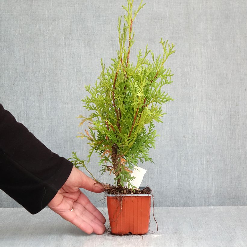 Amostra de Thuja occidentalis Pyramidalis Compacta - Tuia-ocidental Vaso de 8/9 cm tal como entregue no outono