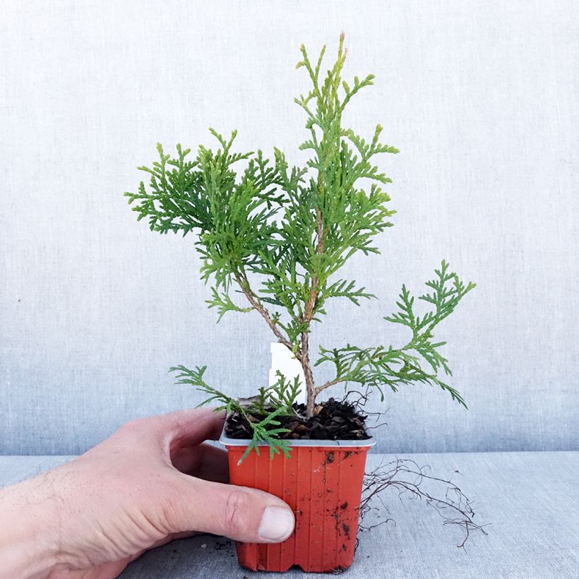 Amostra de Thuja occidentalis Pyramidalis Compacta - Tuia-ocidental Vaso de 8/9 cm tal como entregue na primavera