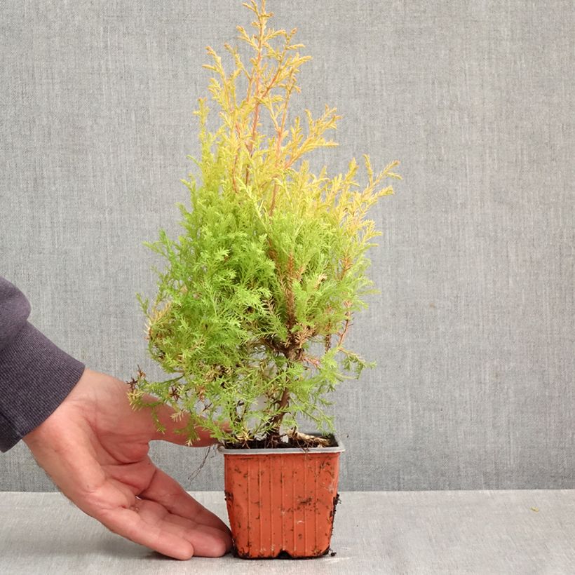 Amostra de Thuja occidentalis Rheingold - Tuia-ocidental Vaso de 8/9 cm tal como entregue no outono