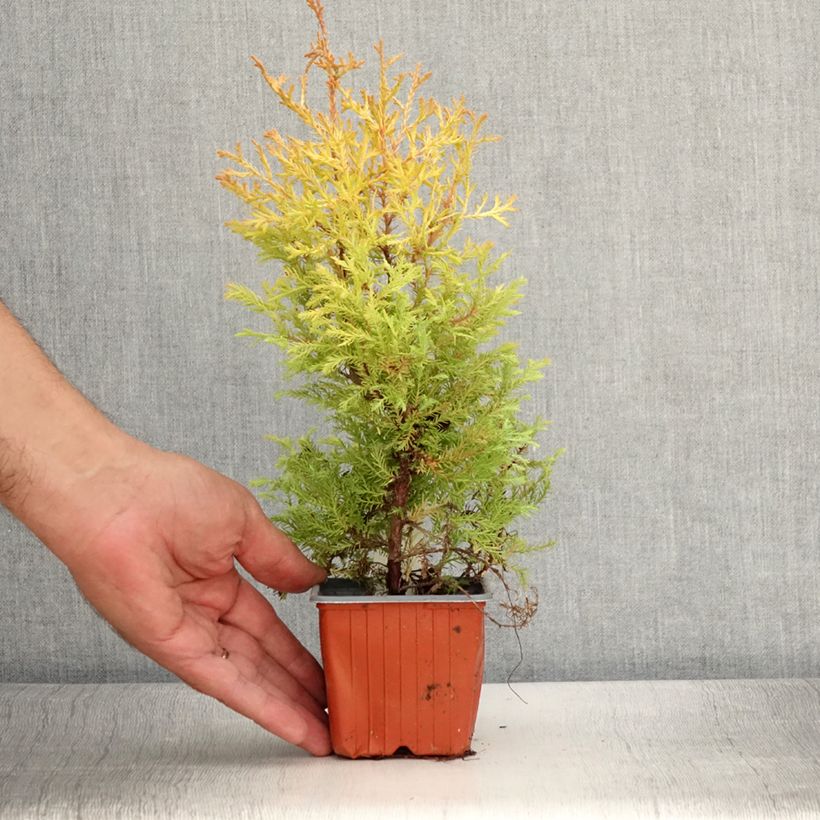 Amostra de Thuja occidentalis Rheingold - Tuia-ocidental Vaso de 8/9 cm tal como entregue no verão