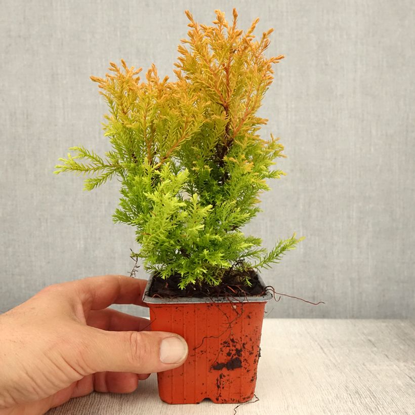 Amostra de Thuja occidentalis Rheingold - Tuia-ocidental Vaso de 8/9 cm tal como entregue na primavera