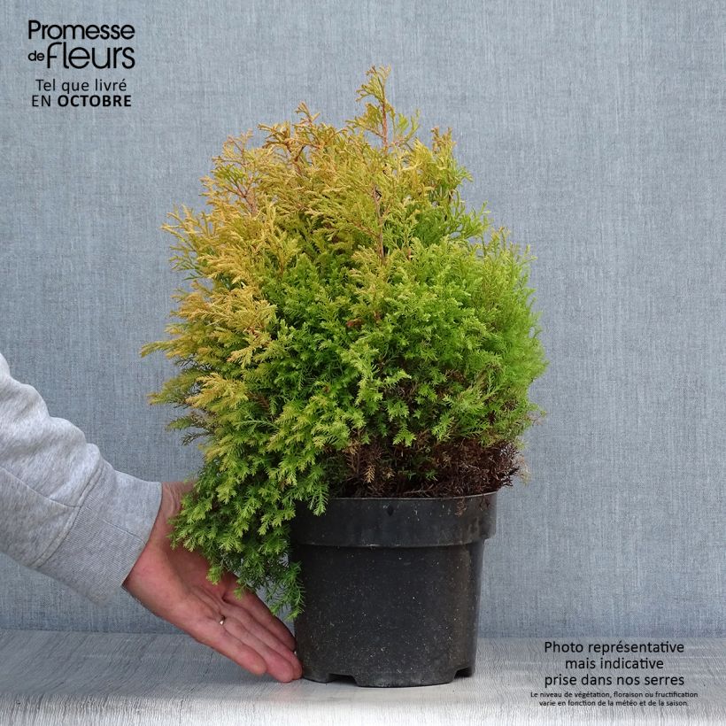 Amostra de Thuja occidentalis Rheingold - Tuia-ocidental Vaso de 2 L/3 L tal como entregue no outono