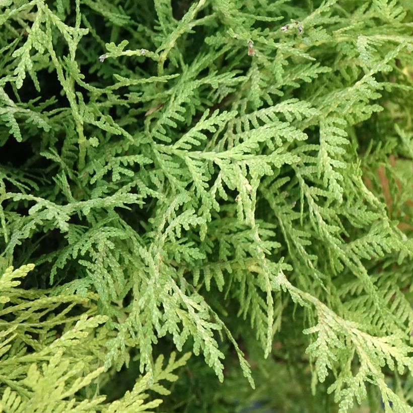 Thuja occidentalis Selena - Tuia-ocidental (Folhagem)