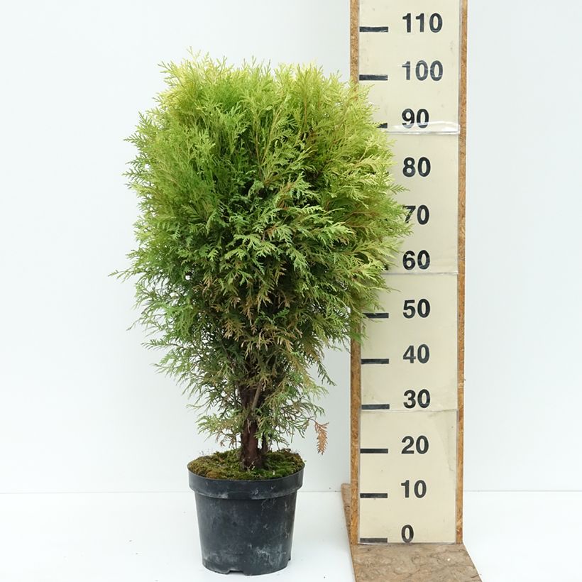 Amostra de Thuja occidentalis Selena - Tuia-ocidental Vaso de 7,5 L/10 L tal como entregue no verão