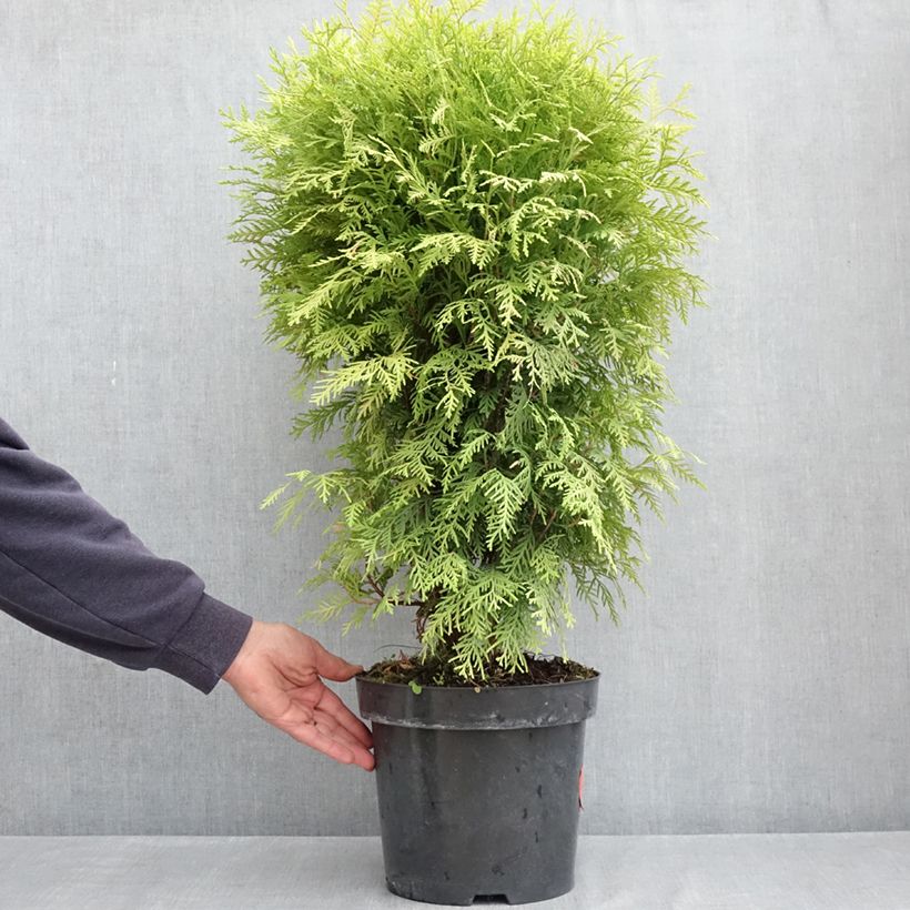 Amostra de Thuya du Canada - Thuja occidentalis Selena Pot de 7,5L/10L tal como entregue na primavera