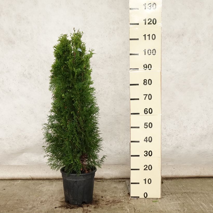 Amostra de Thuja occidentalis Smaragd - Tuia-ocidental Vaso de 7,5 L/10 L tal como entregue no verão