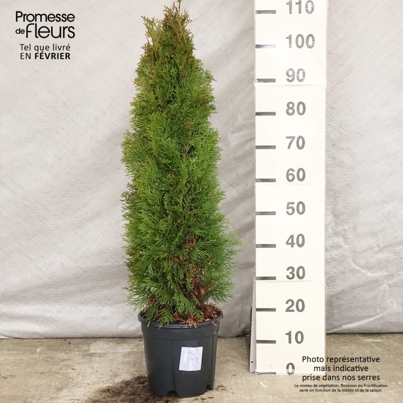 Amostra de Thuya du Canada - Thuja occidentalis Smaragd Vaso de 7,5 L/10 L tal como entregue no inverno