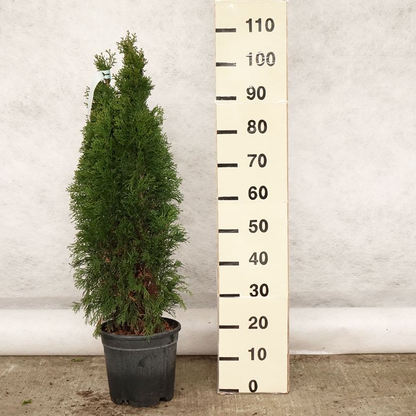 Amostra de Thuja occidentalis Smaragd - Tuia-ocidental Vaso de 7,5 L/10 L tal como entregue na primavera