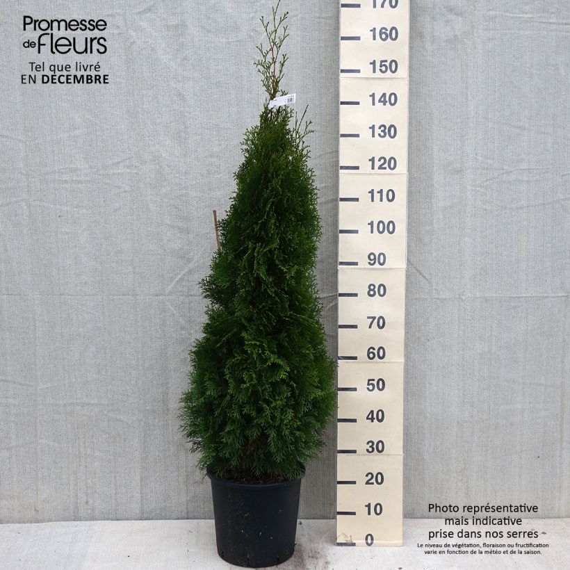 Amostra de Thuja occidentalis Smaragd - Tuia-ocidental Vaso de 12 L/15 L tal como entregue no outono