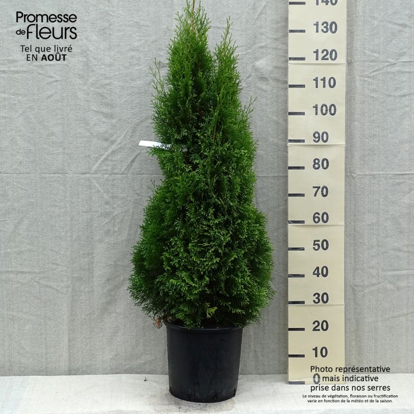 Amostra de Thuja occidentalis Smaragd - Tuia-ocidental Vaso de 12 L/15 L tal como entregue no verão