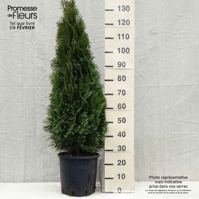Amostra de Thuya du Canada - Thuja occidentalis Smaragd Vaso de 12 L/15 L tal como entregue no inverno
