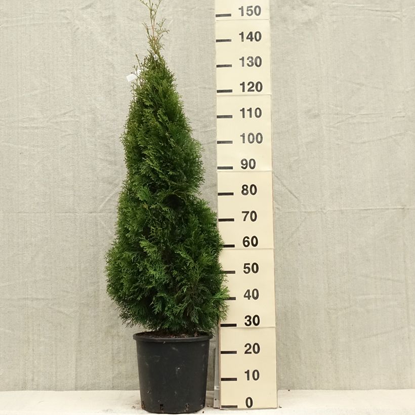 Amostra de Thuja occidentalis Smaragd - Tuia-ocidental Vaso de 12 L/15 L tal como entregue na primavera