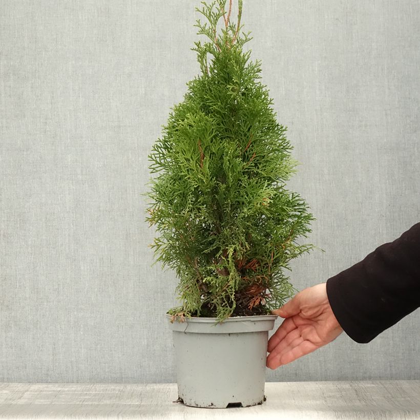 Amostra de Thuja occidentalis Smaragd - Tuia-ocidental Vaso de 3 L/4 L tal como entregue no outono