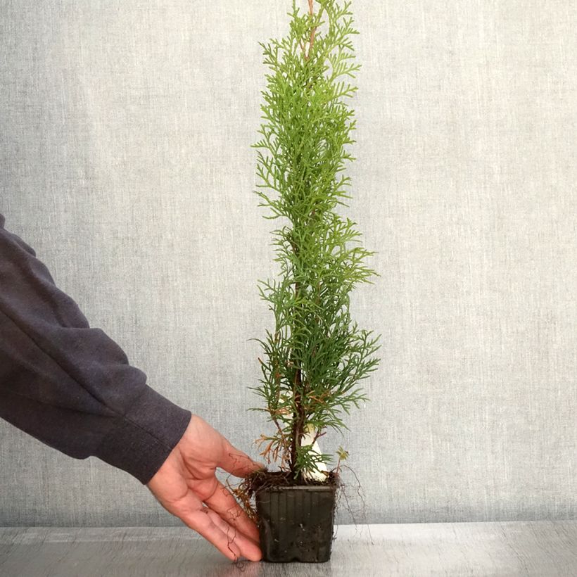 Amostra de Thuja occidentalis Smaragd - Tuia-ocidental Vaso de 8/9 cm tal como entregue no outono