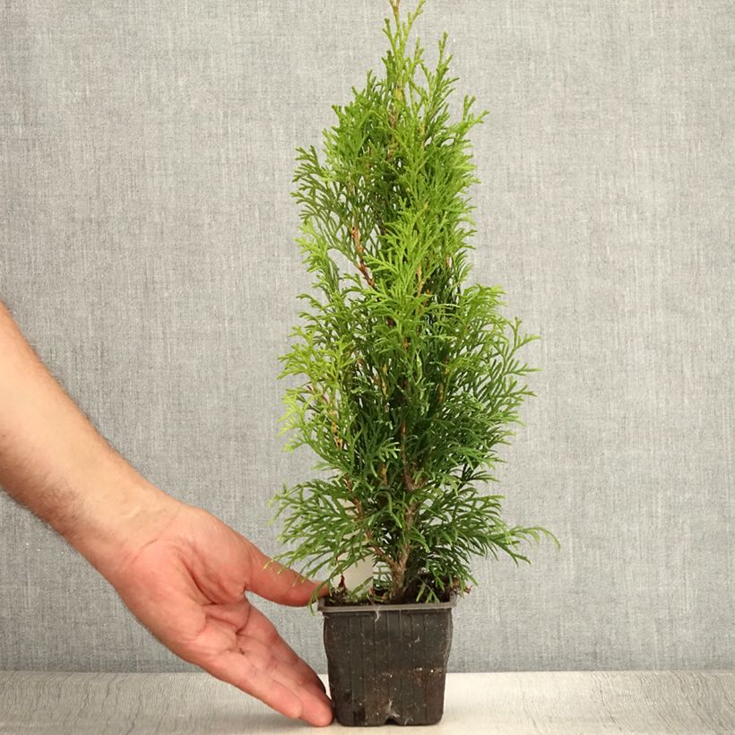 Amostra de Thuja occidentalis Smaragd - Tuia-ocidental Vaso de 8/9 cm tal como entregue no verão