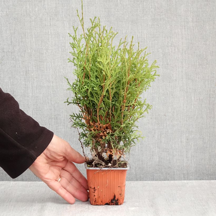 Amostra de Thuja occidentalis Tiny Tim - Tuia-ocidental Vaso de 8/9 cm tal como entregue no outono