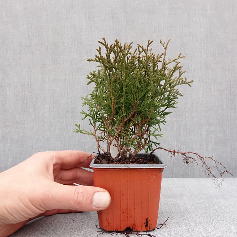 Amostra de Thuya du Canada - Thuja occidentalis Tiny Tim Vaso de 8/9 cm tal como entregue no inverno