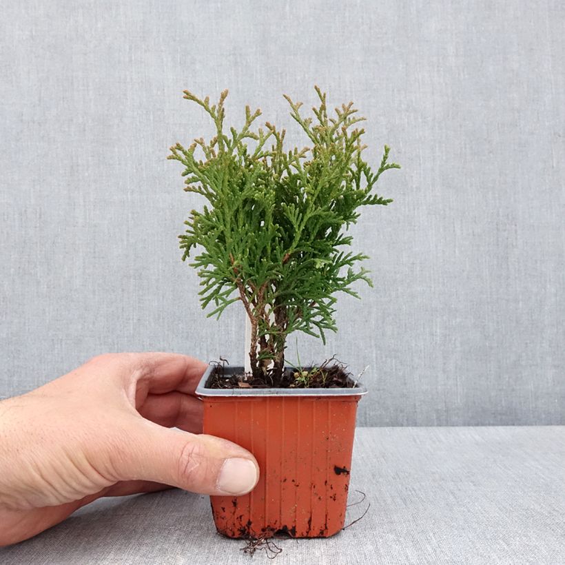 Amostra de Thuja occidentalis Tiny Tim - Tuia-ocidental Vaso de 8/9 cm tal como entregue na primavera