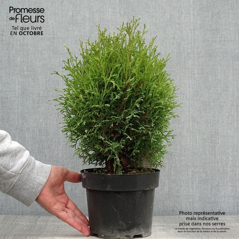 Amostra de Thuja occidentalis Tiny Tim - Tuia-ocidental Vaso de 2 L/3 L tal como entregue no outono