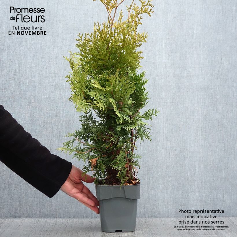 Amostra de Thuja occidentalis Yellow Ribbon - Tuia-ocidental Vaso de 2 L/3 L tal como entregue no outono