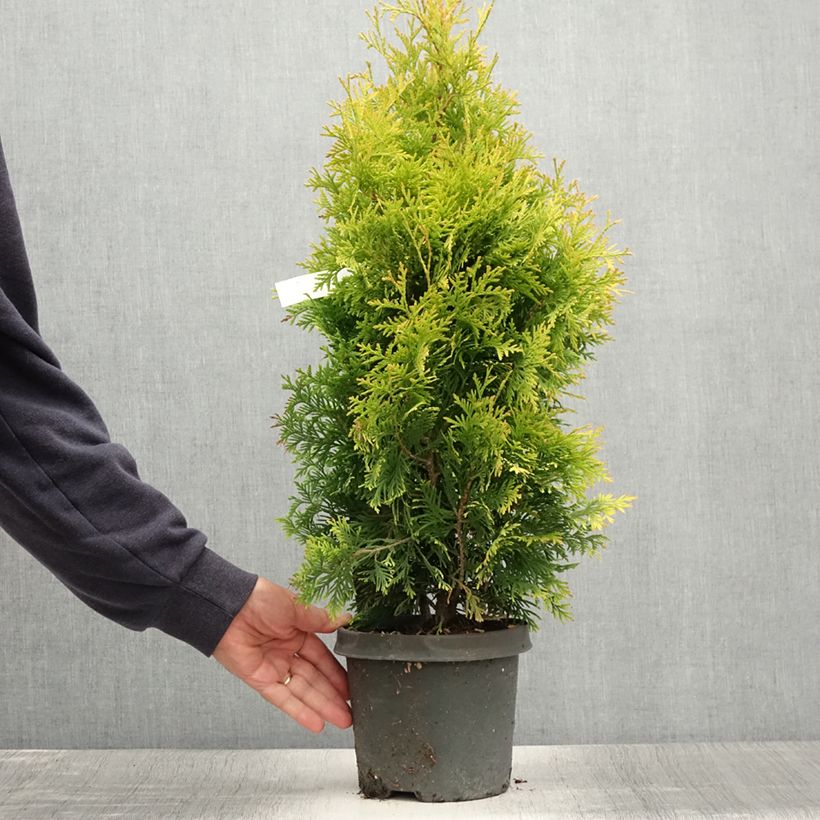 Amostra de Thuja occidentalis Yellow Ribbon - Tuia-ocidental Vaso de 2 L/3 L tal como entregue no verão