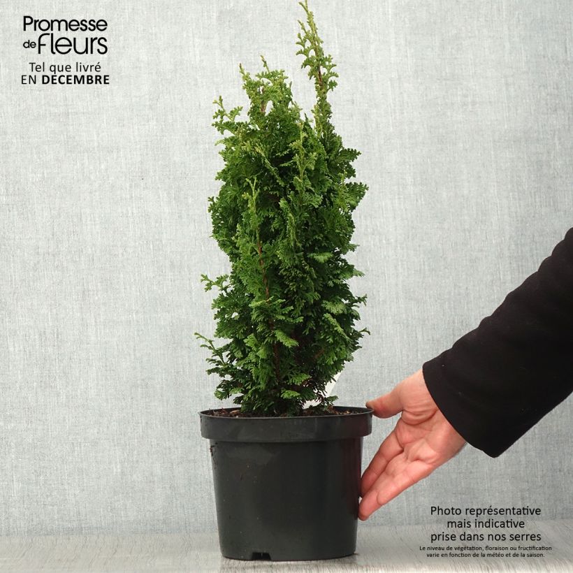 Amostra de Thuja occidentalis Zmatlik - Tuia-ocidental Vaso de 3 L/4 L tal como entregue no outono