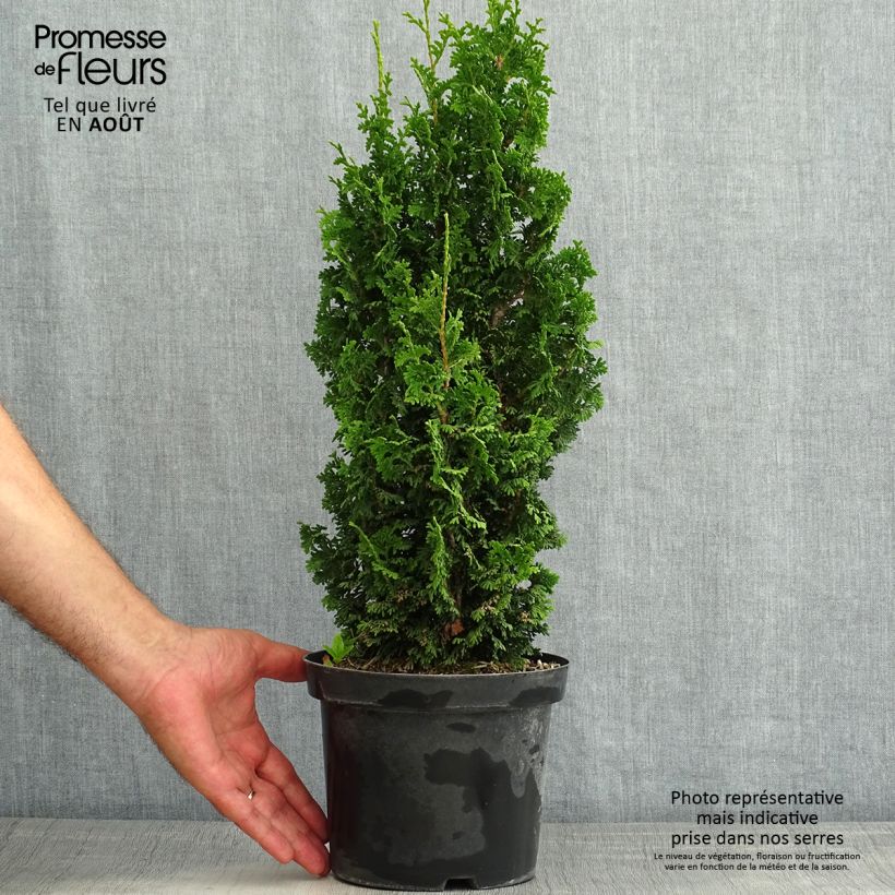 Amostra de Thuja occidentalis Zmatlik - Tuia-ocidental Vaso de 3 L/4 L tal como entregue no verão
