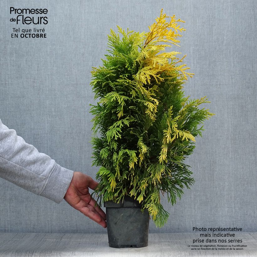 Amostra de Thuja plicata 4 Ever Goldy - Tuia-gigante Vaso de 2 L/3 L tal como entregue no outono