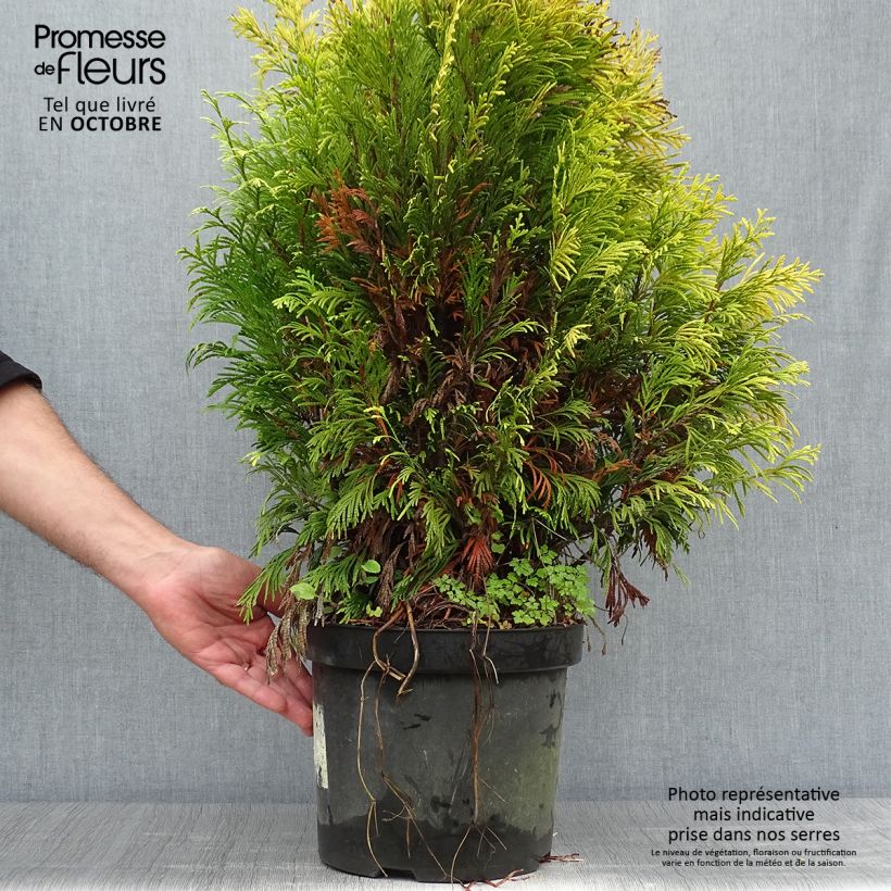 Amostra de Thuja plicata 4 Ever Goldy - Tuia-gigante Vaso de 6 L/7 L tal como entregue no outono