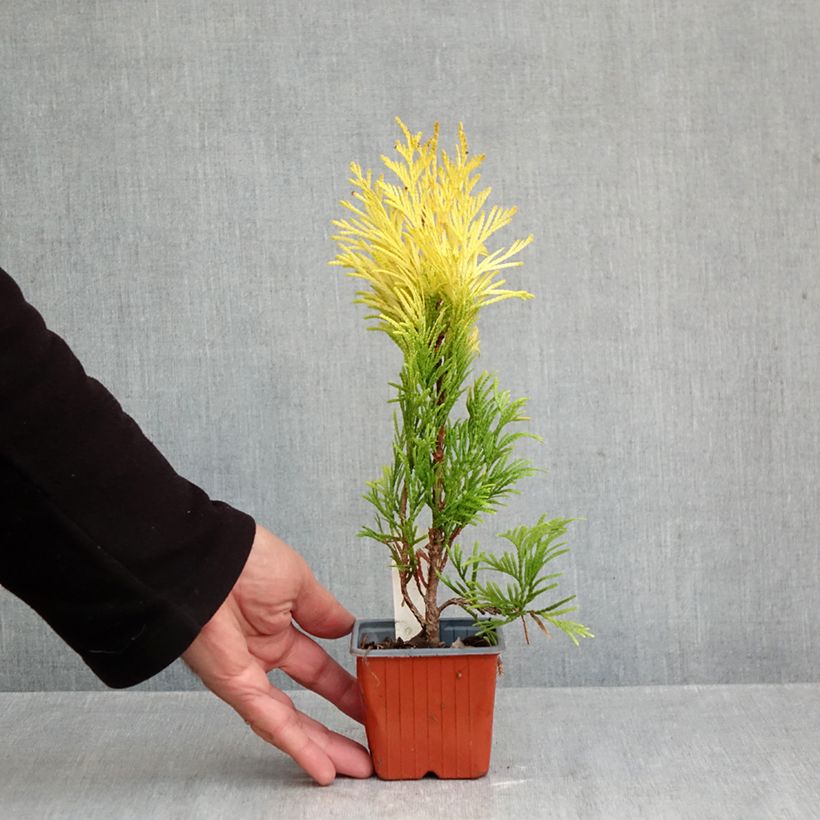 Amostra de Thuja plicata 4 Ever Goldy - Tuia-gigante Vaso de 8/9 cm tal como entregue no outono