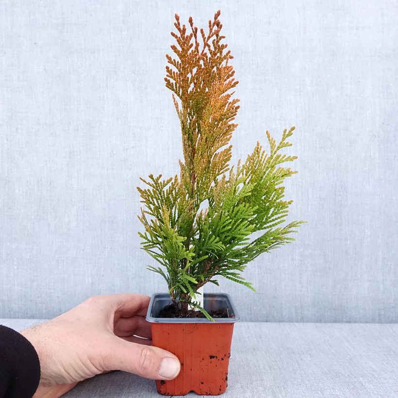 Amostra de Thuya géant - Thuja plicata 4 Ever Goldy Vaso de 8/9 cm tal como entregue no inverno
