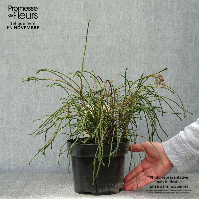 Amostra de Thuja plicata Whipcord - Tuia-gigante Vaso de 3 L/4 L tal como entregue no outono