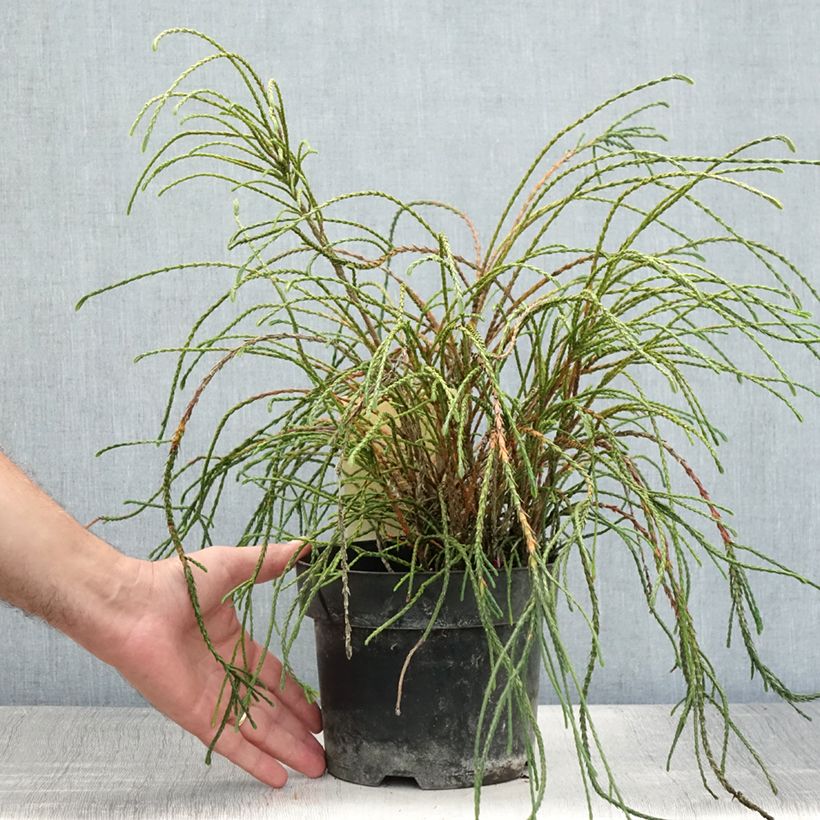 Amostra de Thuja plicata Whipcord - Tuia-gigante Vaso de 3 L/4 L tal como entregue no verão