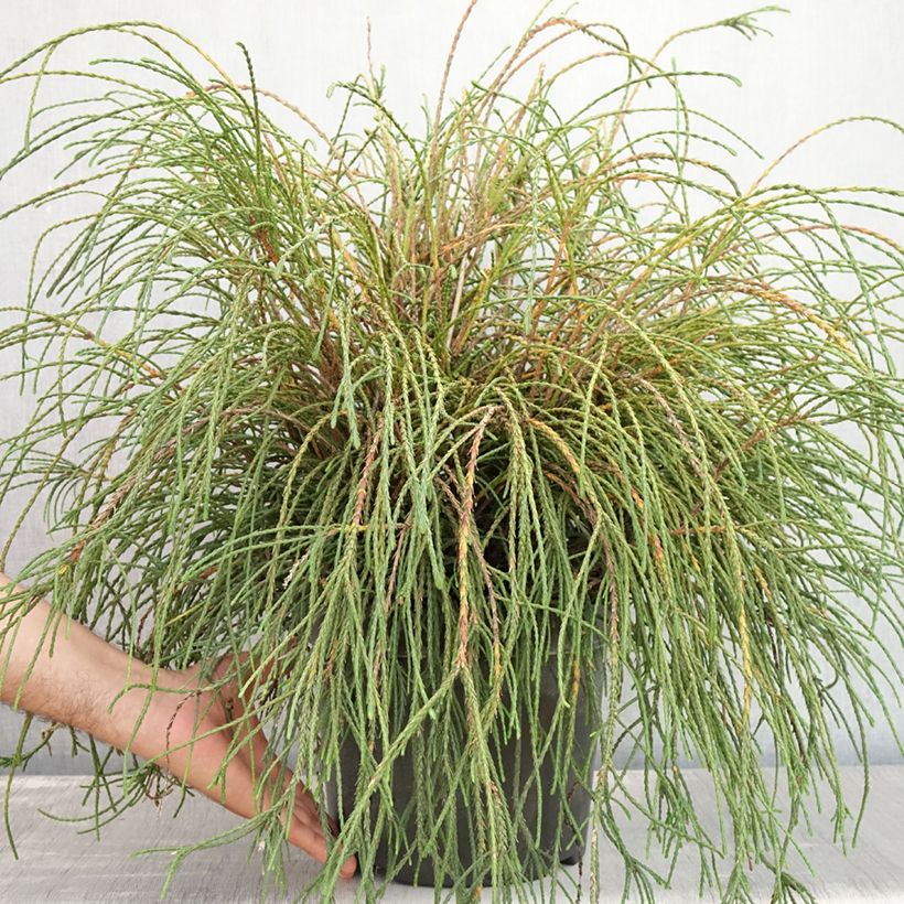 Amostra de Thuja plicata Whipcord - Tuia-gigante Vaso de 7,5 L/10 L tal como entregue no verão