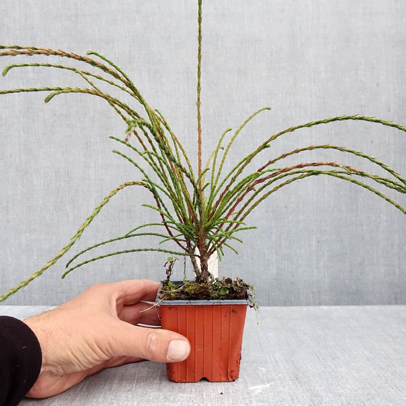 Amostra de Thuja plicata Whipcord - Tuia-gigante Vaso de 8/9 cm tal como entregue no outono