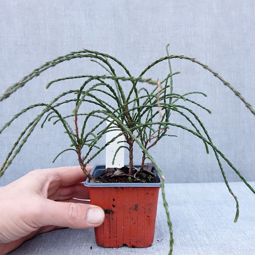 Amostra de Thuja plicata Whipcord - Tuia-gigante Vaso de 8/9 cm tal como entregue no inverno