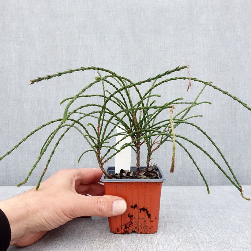 Amostra de Thuja plicata Whipcord - Tuia-gigante Vaso de 8/9 cm tal como entregue na primavera