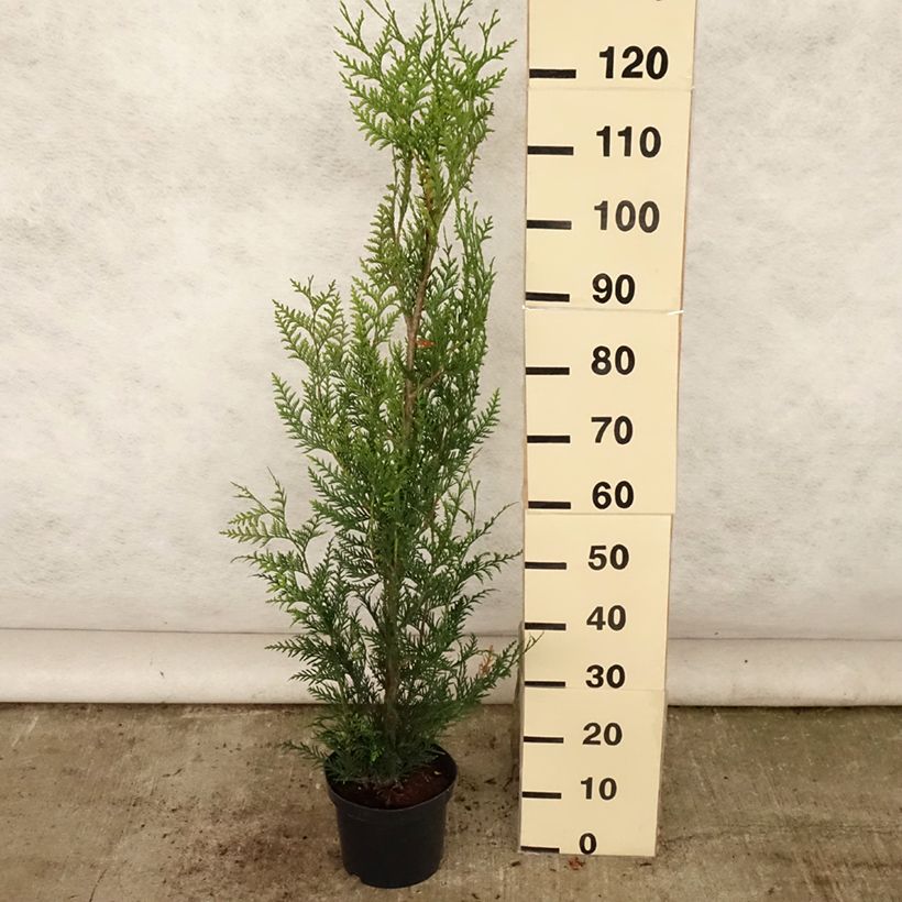 Amostra de Thuja plicata Atrovirens - Tuia-gigante Vaso de 4 L/5 L tal como entregue no verão