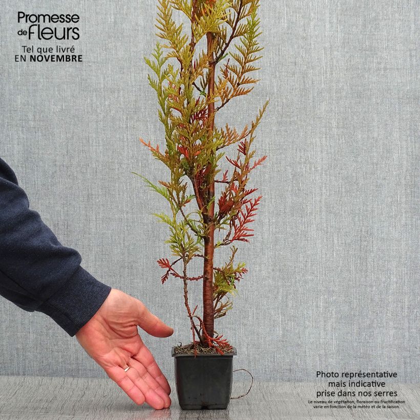 Amostra de Thuja plicata Atrovirens - Tuia-gigante Vaso de 8/9 cm tal como entregue no outono