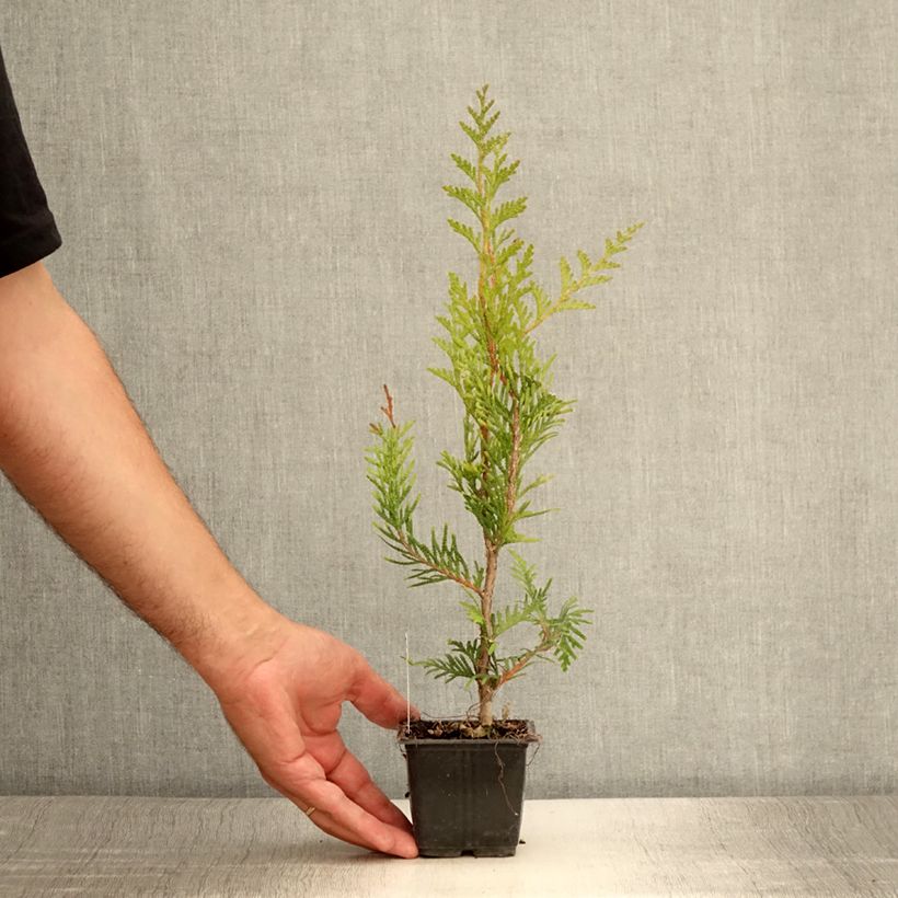 Amostra de Thuja plicata Atrovirens - Tuia-gigante Vaso de 8/9 cm tal como entregue no verão