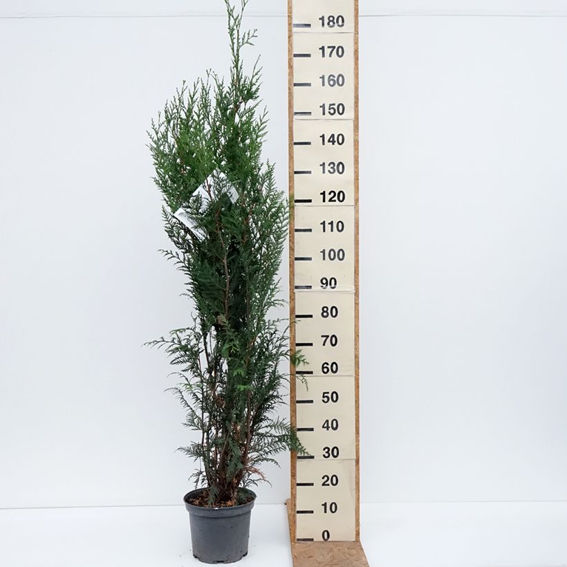 Amostra de Thuja plicata Atrovirens - Tuia-gigante Vaso de 6 L/7 L tal como entregue no outono