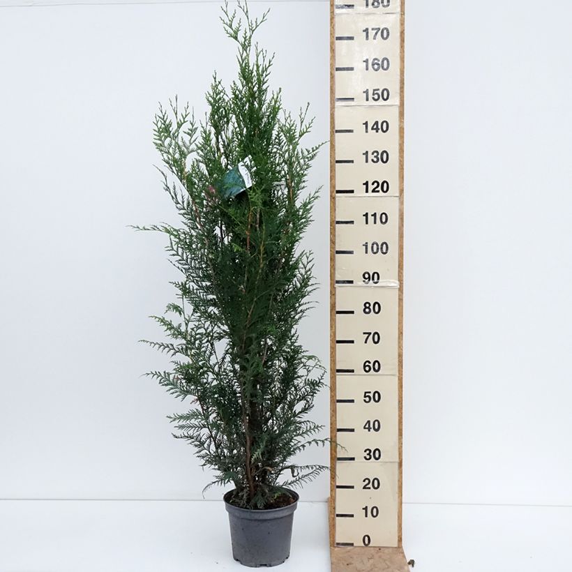 Amostra de Thuja plicata Atrovirens - Tuia-gigante Vaso de 6 L/7 L tal como entregue no verão