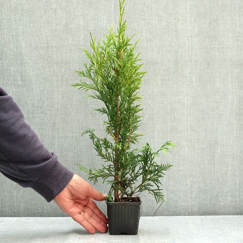 Amostra de Thuja plicata Zebrina - Tuia-gigante Vaso de 8/9 cm tal como entregue no verão