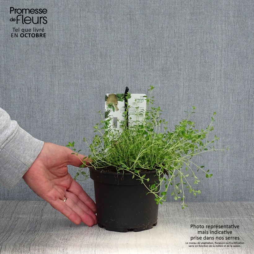 Amostra de Thym citron Bertram Anderson - Thymus citriodorus Pot de 1,5L/2L tal como entregue no outono
