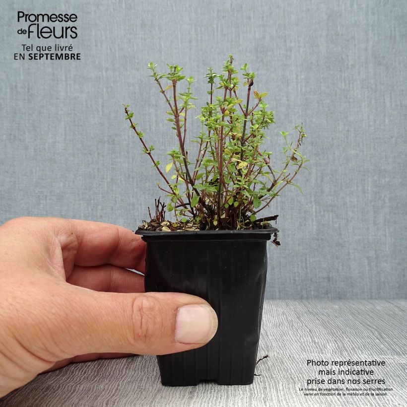 Amostra de Tomilho-limão Bio - Thymus x citriodorus Vaso de 8/9 cm tal como entregue no outono