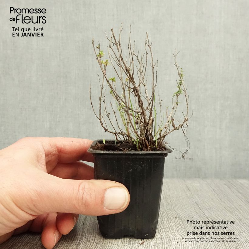 Amostra de Thym citron BIO - Thymus citriodorus Vaso de 8/9 cm tal como entregue no inverno