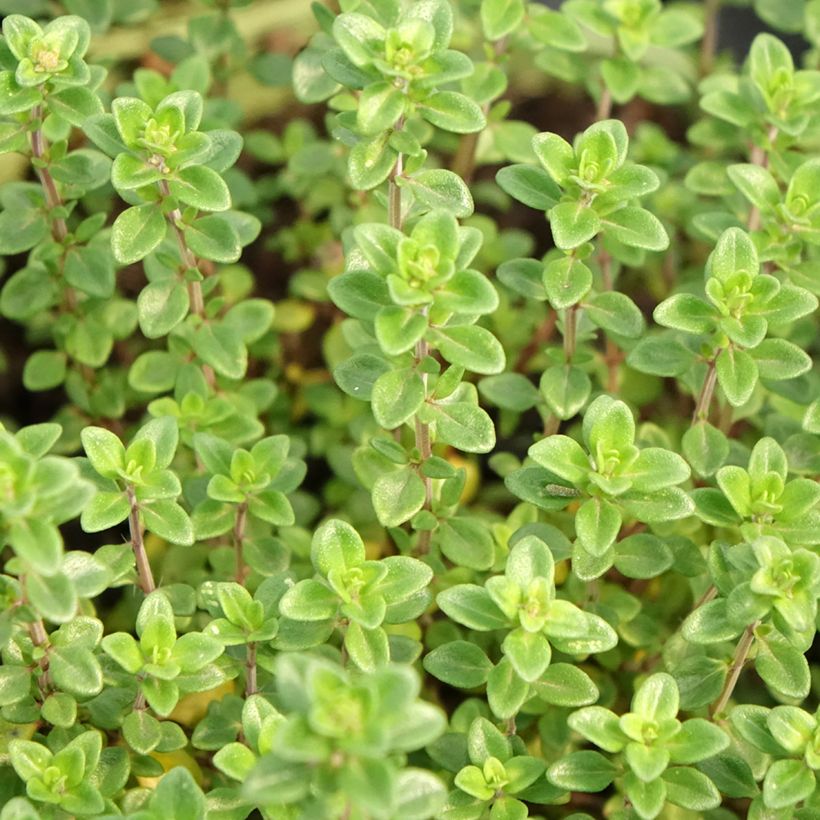 Tomilho-limão plantas jovens biológicas - Thymus x citriodorus (Folhagem)
